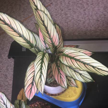 Photo of the plant species Goeppertia majestica by @Ashton named Calathea White star on Greg, the plant care app