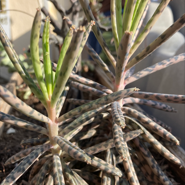 Photo of the plant species Mother of Millions by @Kimxvert named Chan twins on Greg, the plant care app