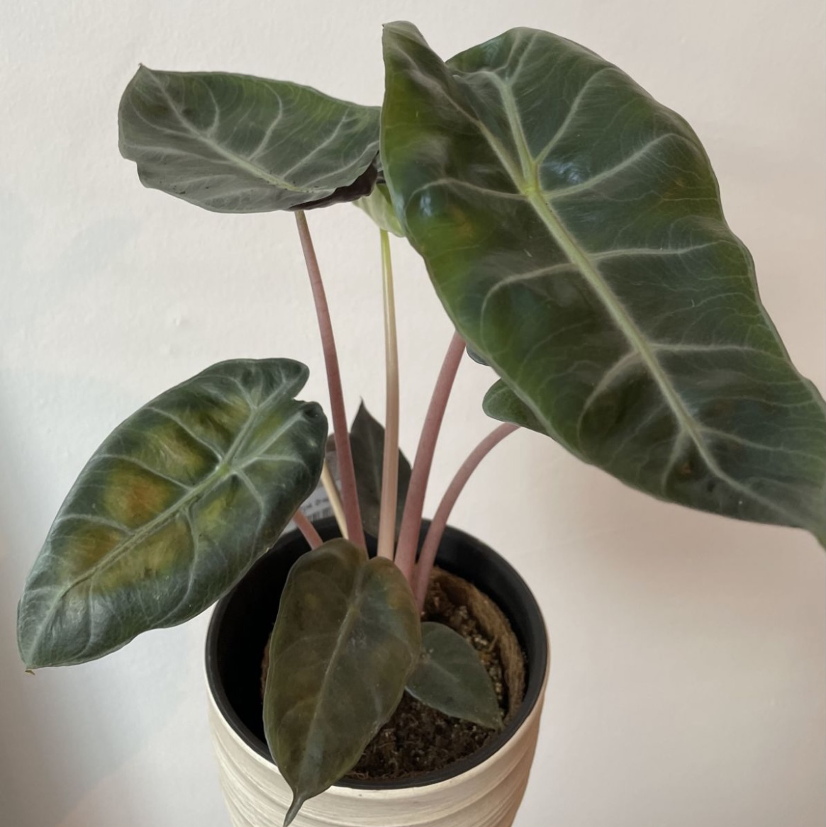 Alocasia nebula 'Imperialis' plant with dark green leaves and pinkish stems in a pot.