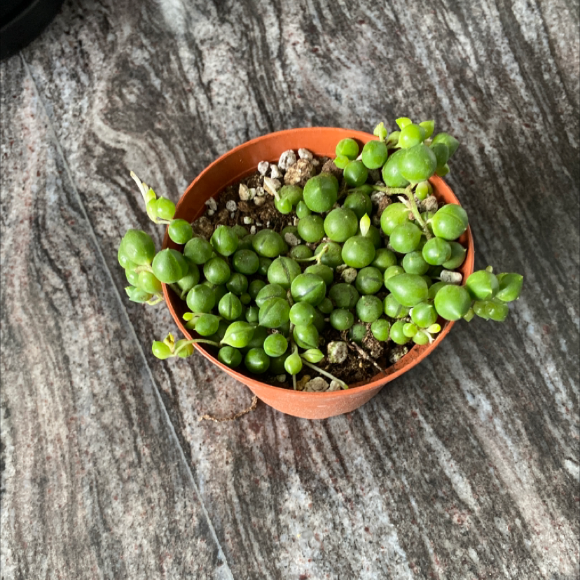 String of Pearls plant photo by Patrica named Succulent on Greg, the plant care app.