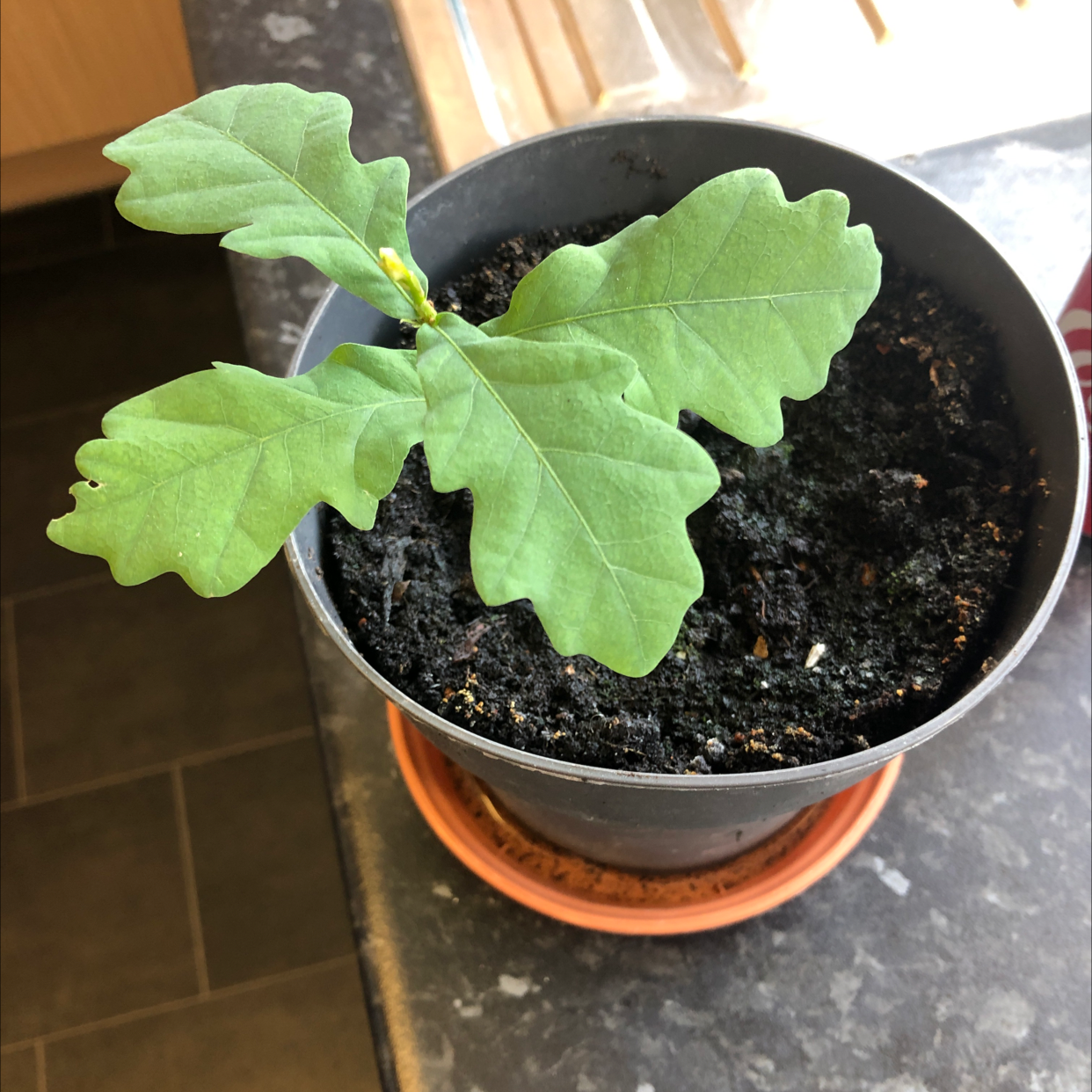 Young English Oak plant in a pot with healthy green leaves and visible soil.