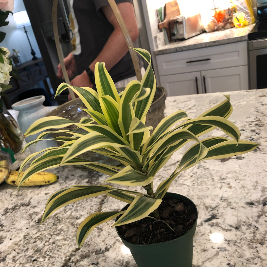 Healthy Song of India plant with vibrant green and yellow striped leaves, potted in a small black container on a kitchen counter.