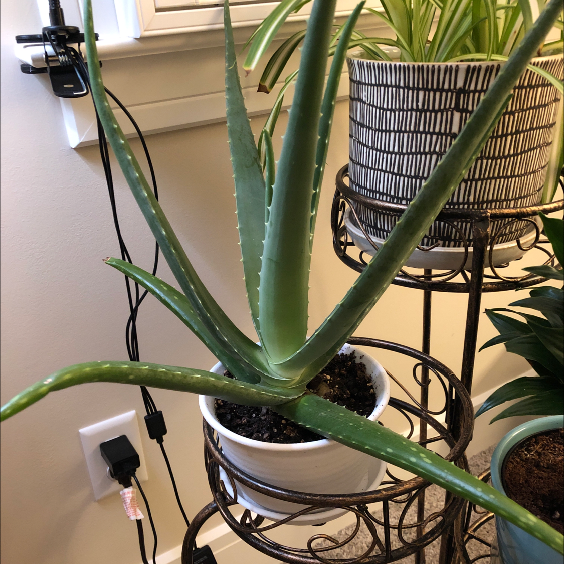 Aloe vera plant photo by @pamperrien named Apollo on Greg, the plant care app.
