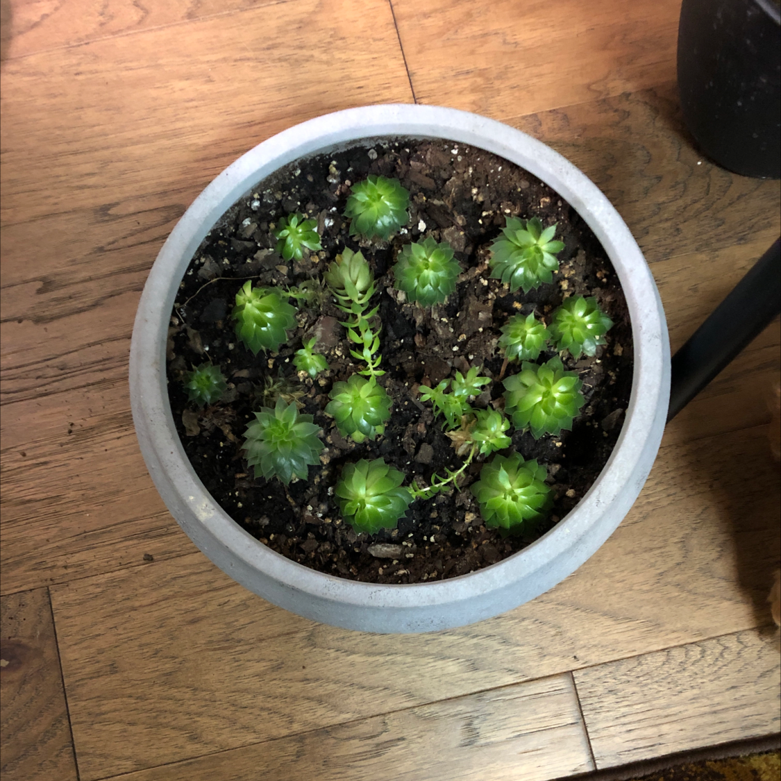 Cobweb Hens and Chicks plant photo by @pamperrien named Henretta Family on Greg, the plant care app.