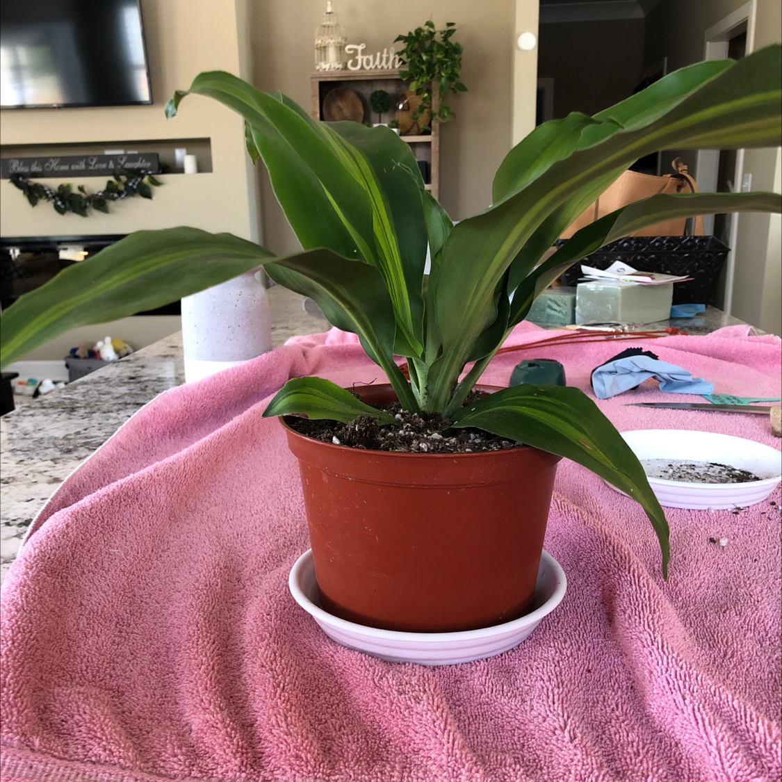 Photo of the plant species Dracaena Massangeana by @pamperrien named Winston on Greg, the plant care app