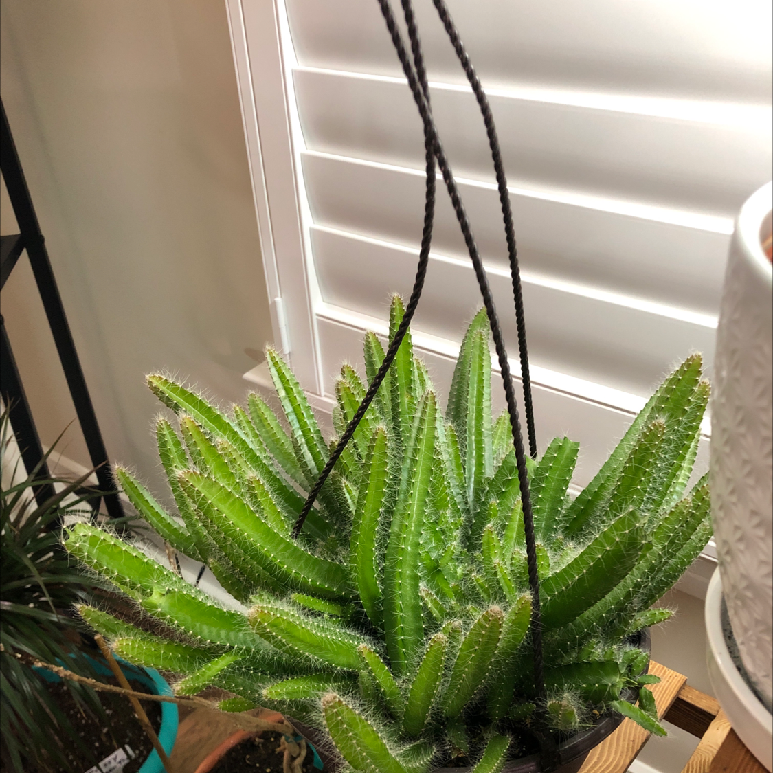 Healthy Dog Tail Cactus in a hanging pot with vibrant green stems.