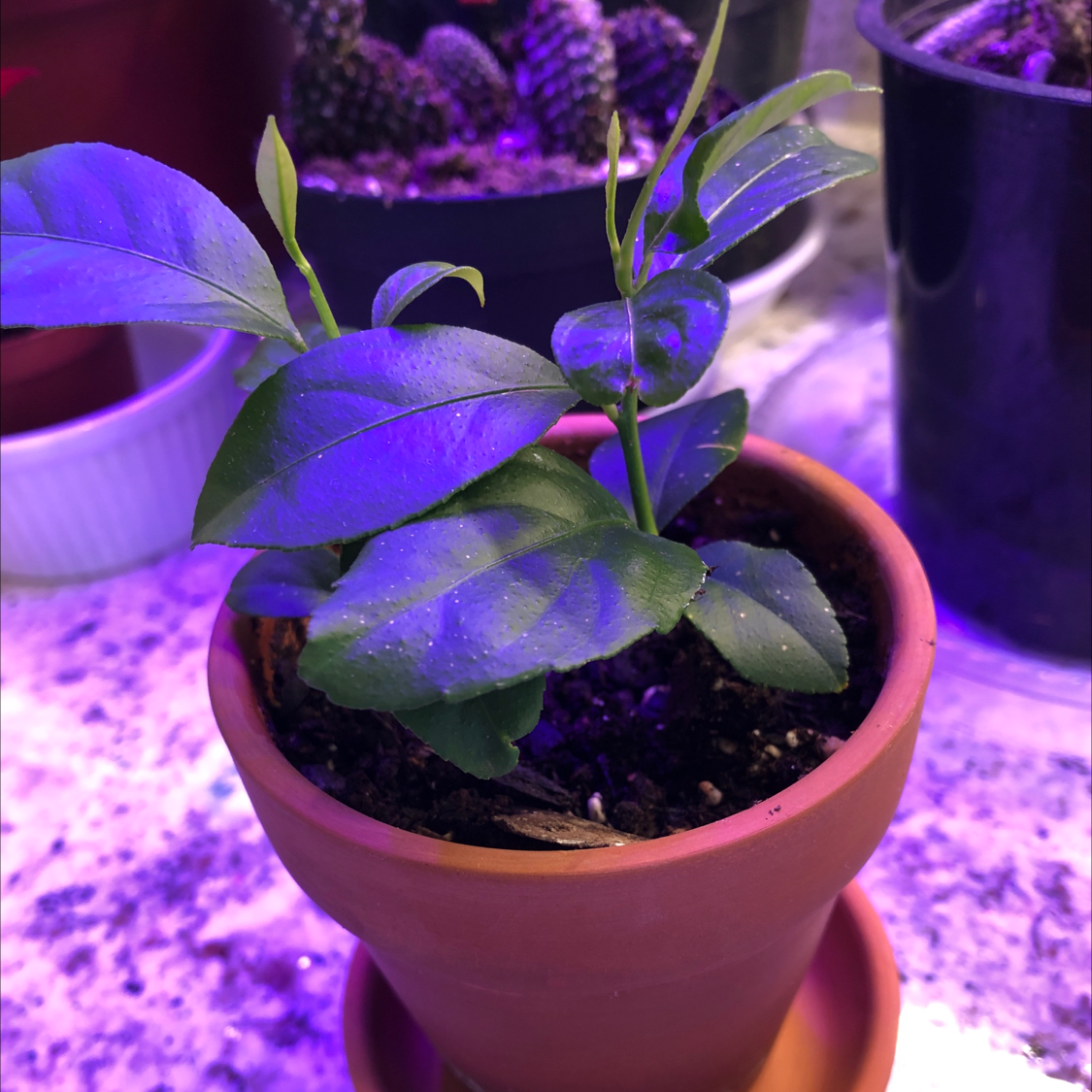 Meyer Lemon Tree plant photo by @pamperrien named Larry on Greg, the plant care app.