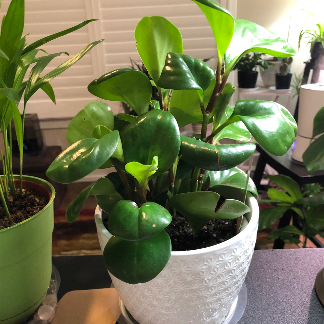 Baby Rubber Plant plant photo by @pamperrien named Harmony on Greg, the plant care app.
