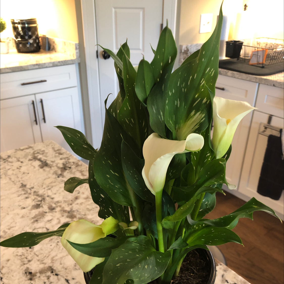 Photo of the plant species Calla Lily by @pamperrien named Marilyn on Greg, the plant care app