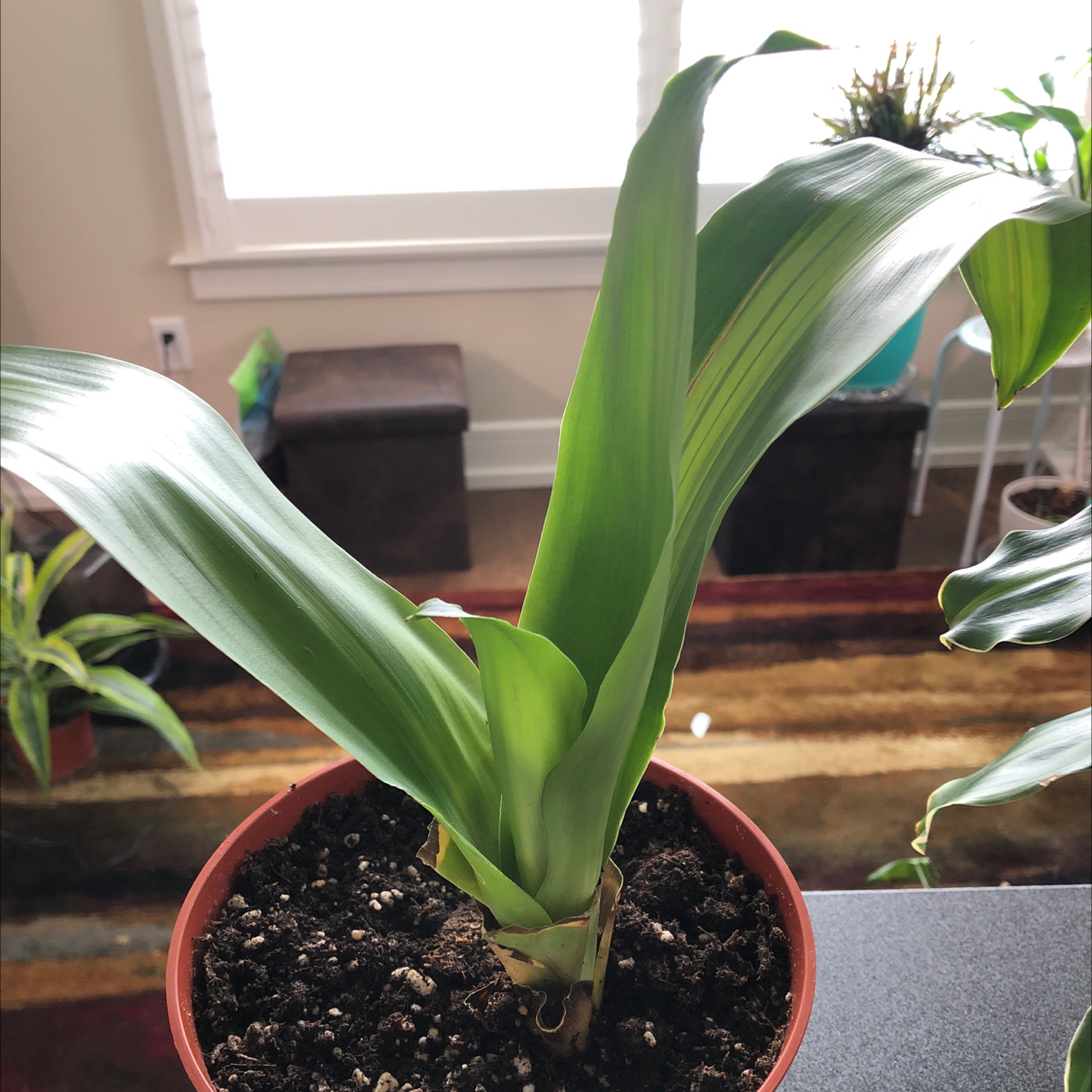 Dracaena Massangeana plant in a pot with visible soil and healthy green leaves.