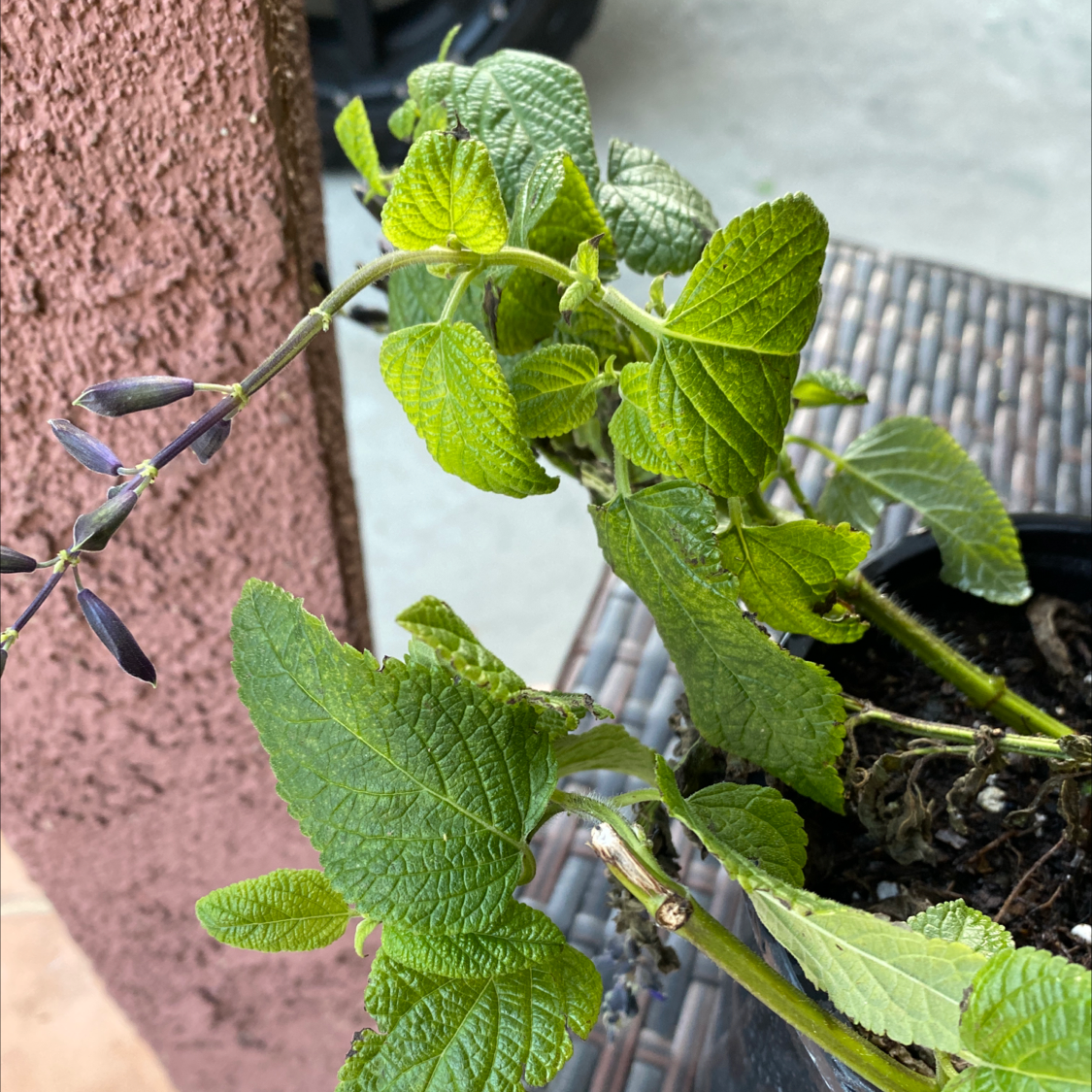 Anise-Scented Sage plant with green leaves and dark buds in a pot.