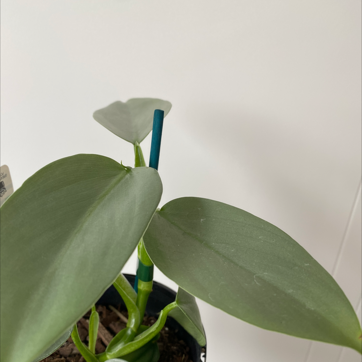 Silver Leaf Philodendron with healthy green leaves in a pot with visible soil.
