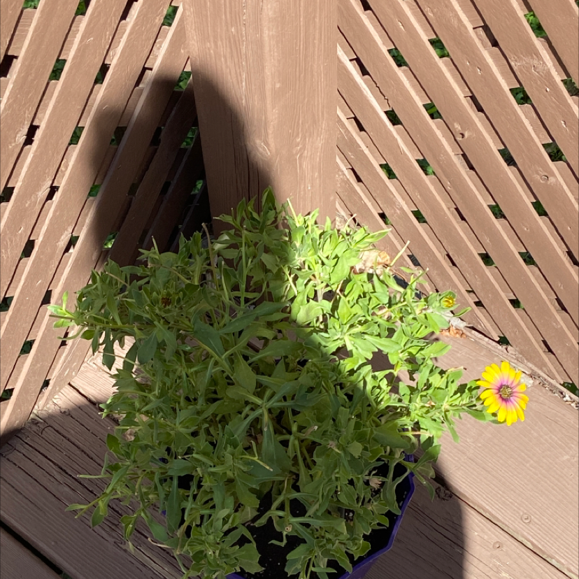 Photo of the plant species Osteospermum 'Margarita Bronze Bicolor' by Katie named Your plant on Greg, the plant care app