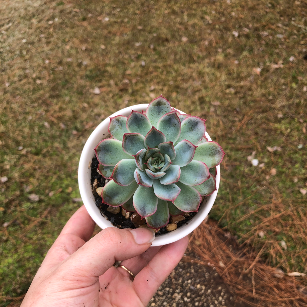 Blue Echeveria plant in a white pot held by a hand, showing healthy leaves with red edges.