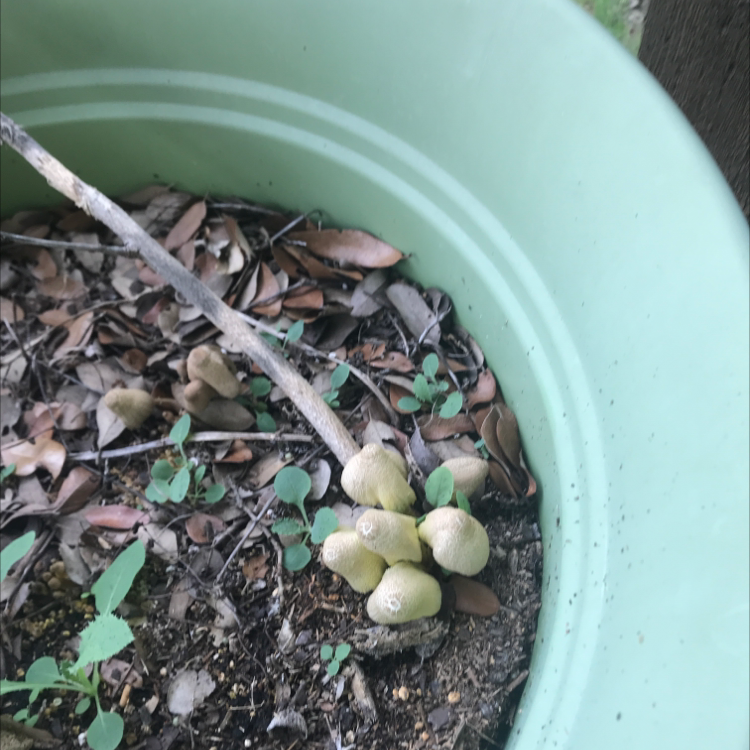 Plant care for Adonis Blazingstar on Greg, the plant care app