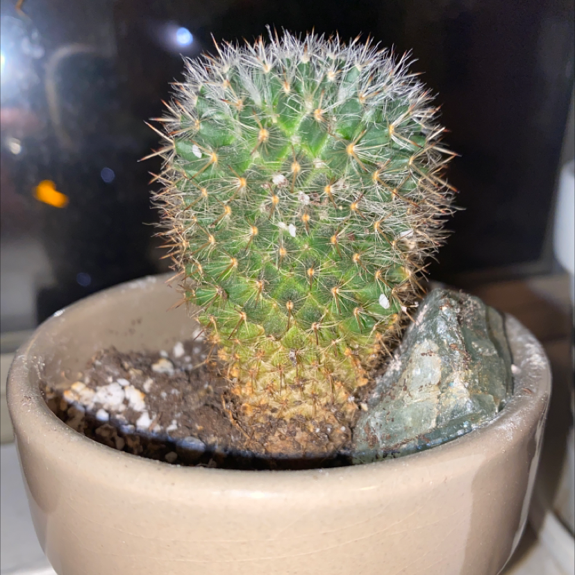 Cactus in a pot, likely Mammillaria Haageana, with some yellowing at the base.