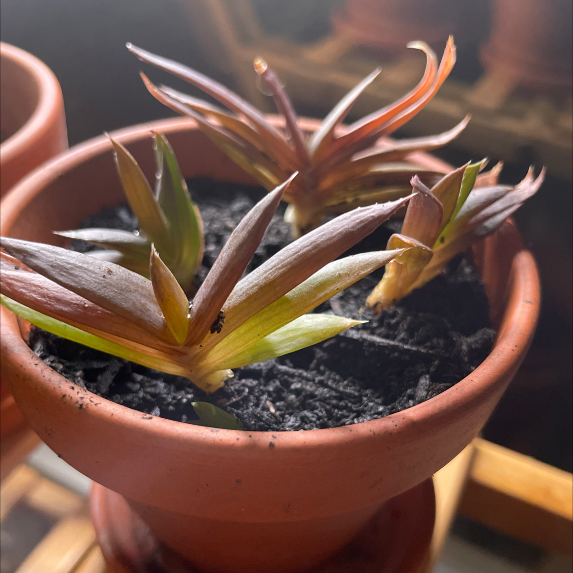Potted Cathedral Window Haworthia with some browning leaves, visible soil, and multiple plants.