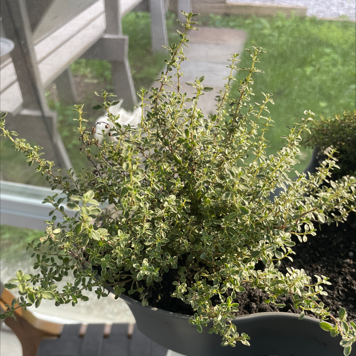 Woolly Thyme plant photo by @Jdubs named Aria on Greg, the plant care app.