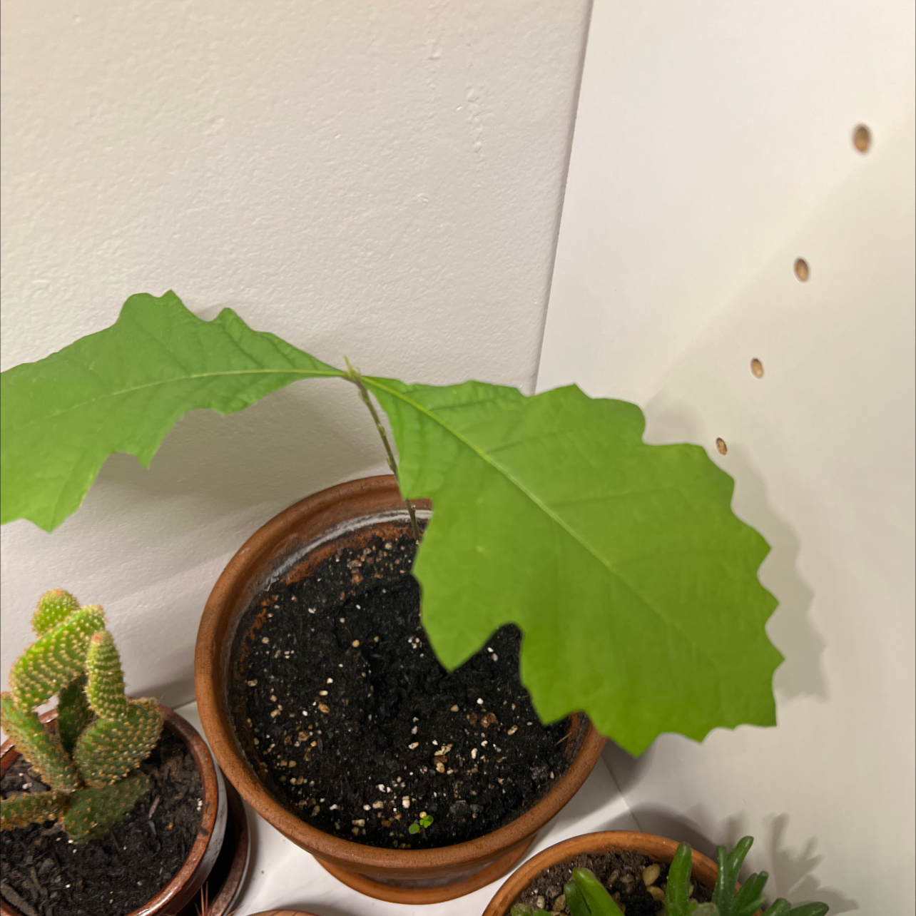 Plant care for Swamp Pygmy Oak on Greg, the plant care app