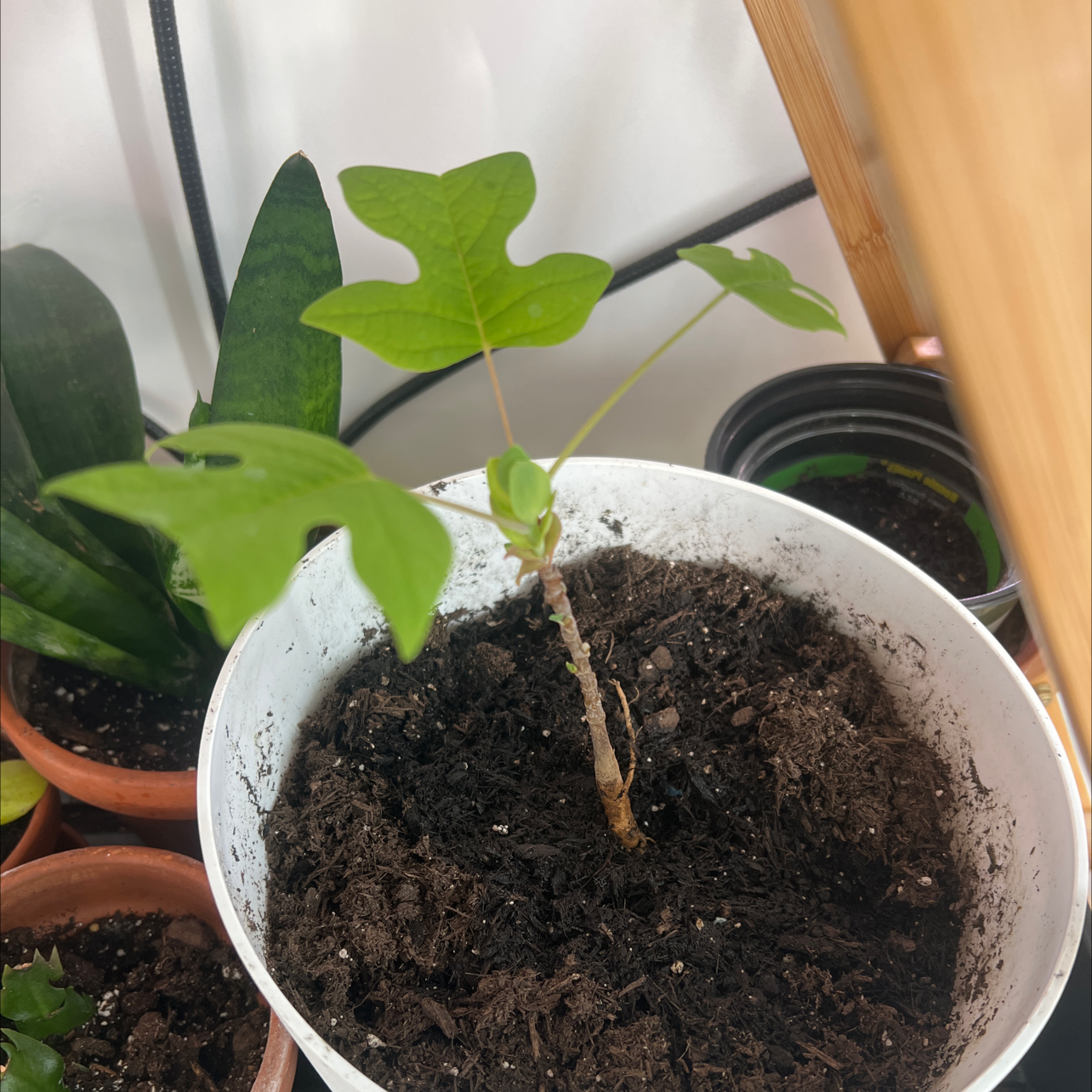 Young Tulip Poplar plant in a white pot with dark soil, surrounded by other plants.