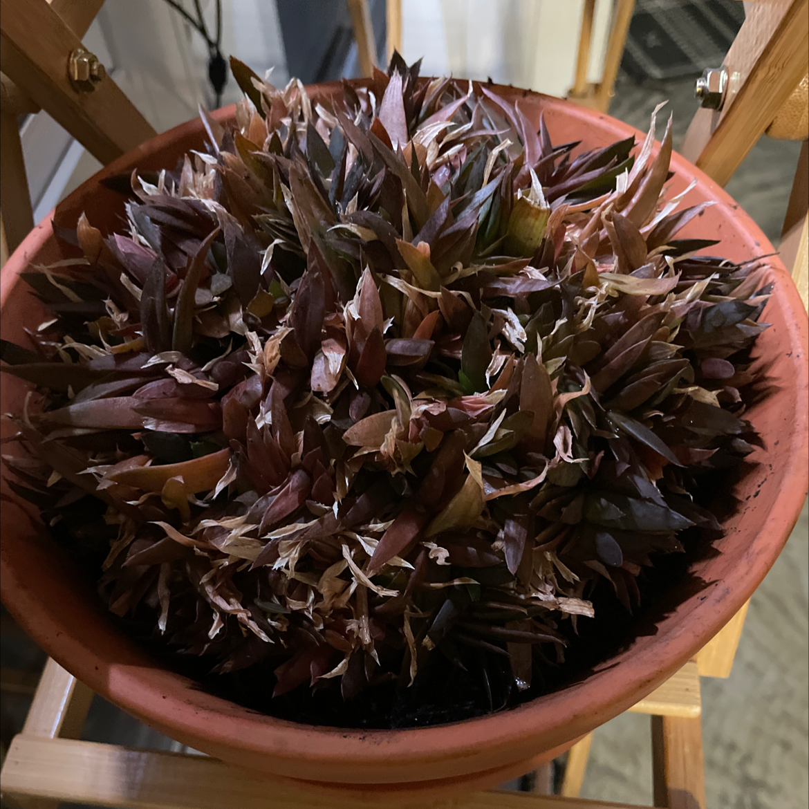 Potted Cathedral Window Haworthia with significant browning and yellowing leaves.