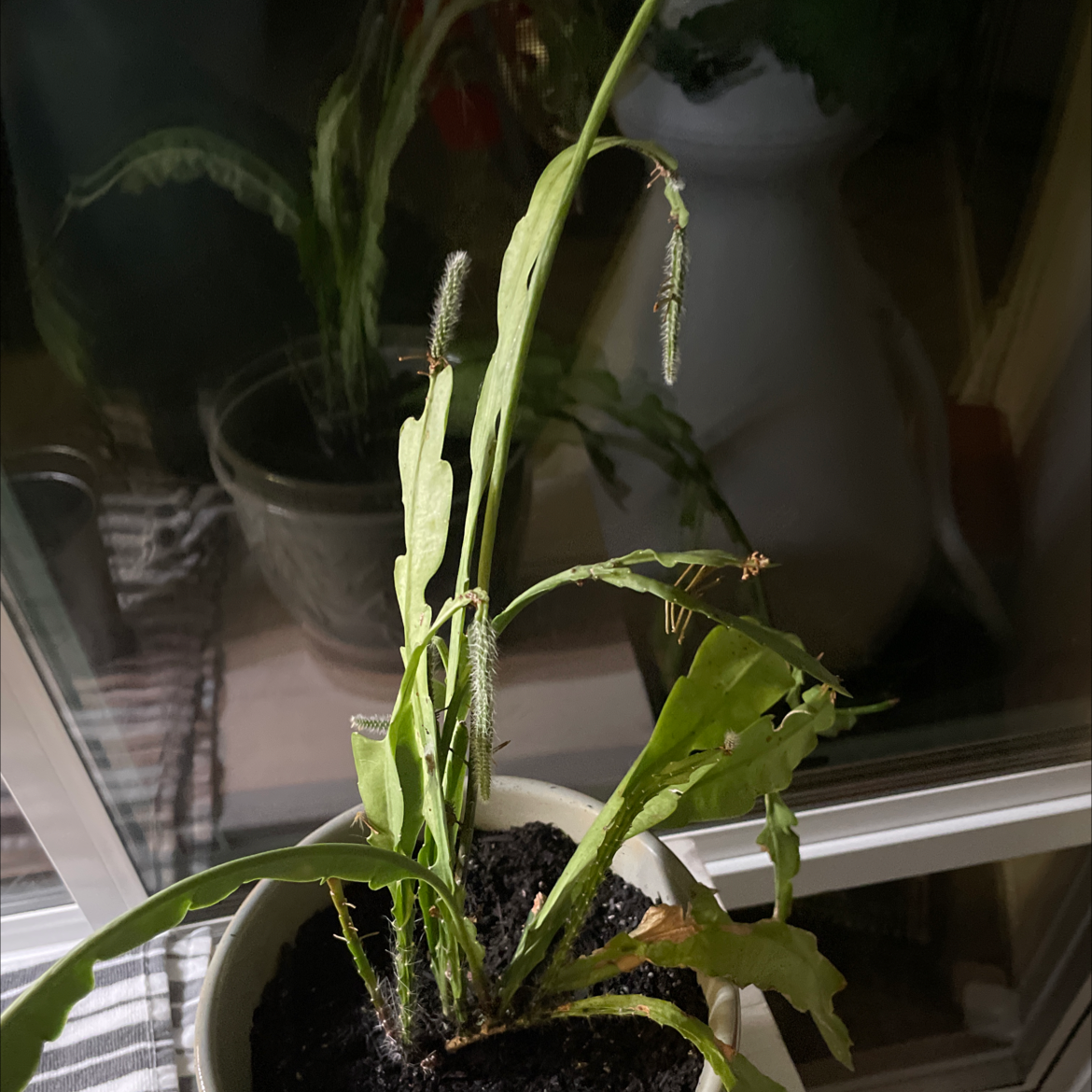 Photo of the plant species Dutchman's Pipe Cactus by @Jdubs named Plato on Greg, the plant care app