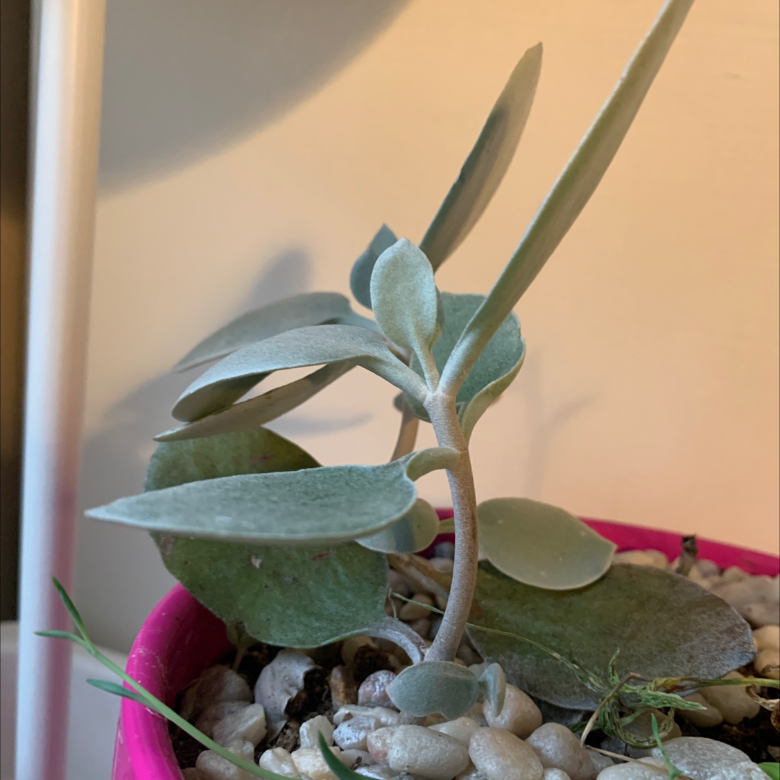 Copper Spoons plant with silvery-green leaves in a pot with pebbles.