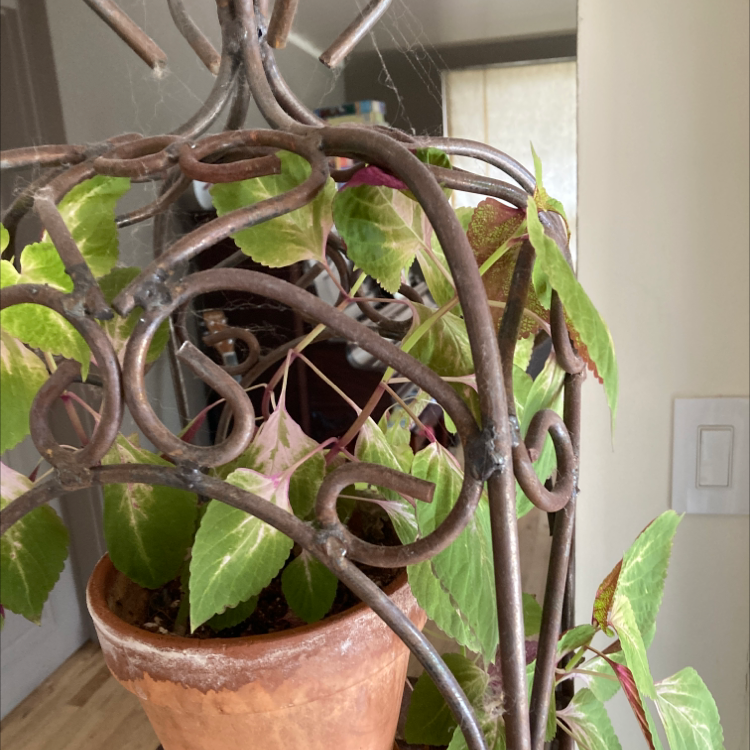 Photo of the plant species Perilla 'Magilla' by Margaret named Magilla on Greg, the plant care app
