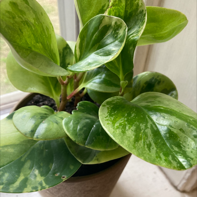 Photo of the plant species Baby Rubber Plant by @AlysaShea named Pepper on Greg, the plant care app