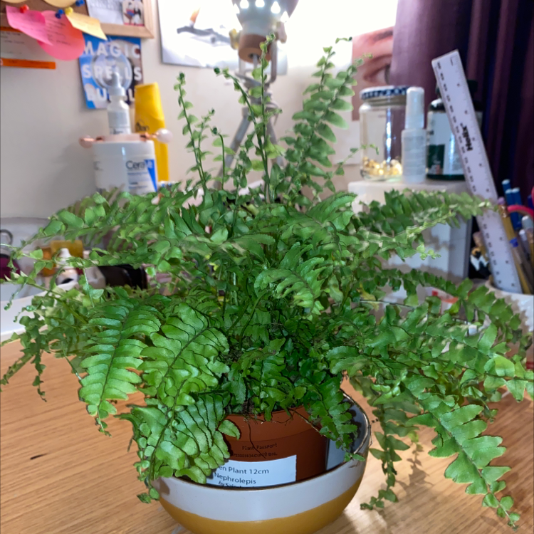 Boston Fern plant photo by @alicedaisymorrow named norman on Greg, the plant care app.