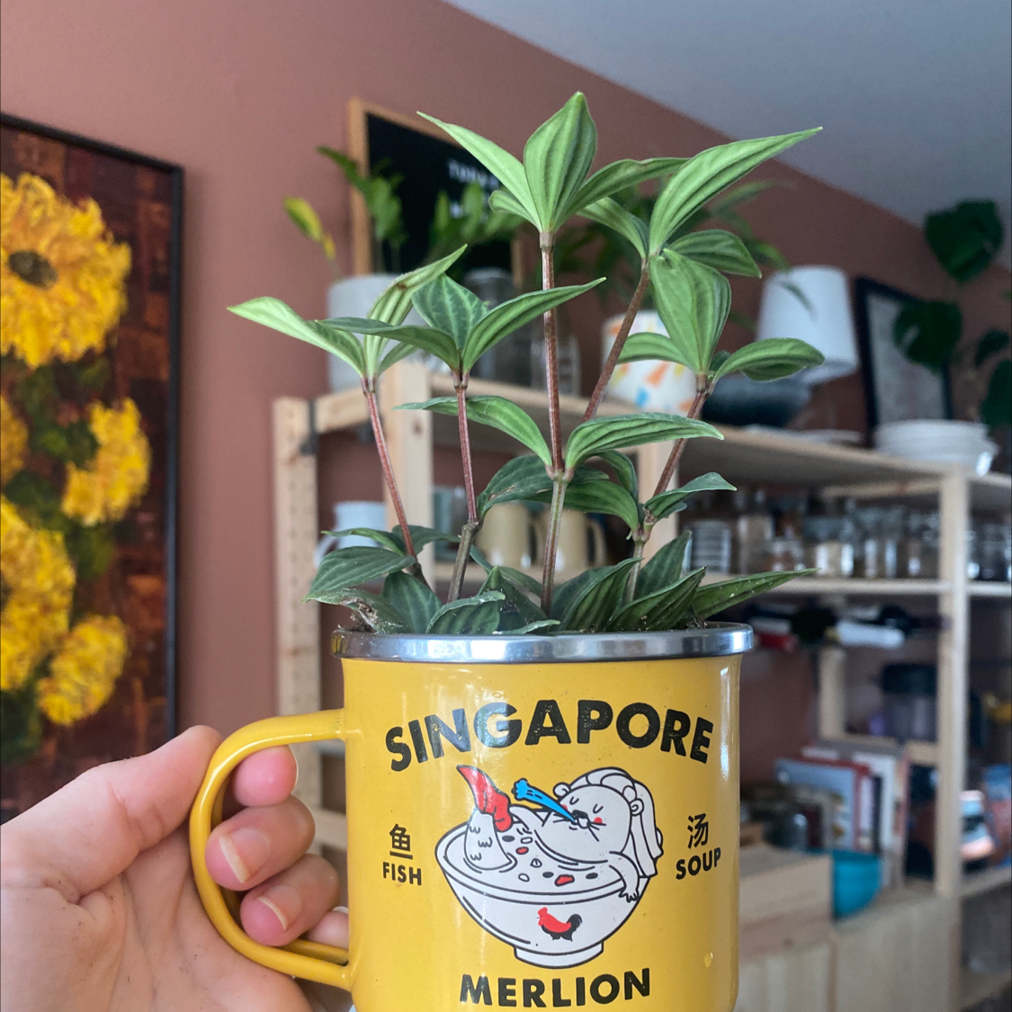 Radiator Plant in a yellow 'Singapore Merlion' mug, held by a hand, with household items in the background.