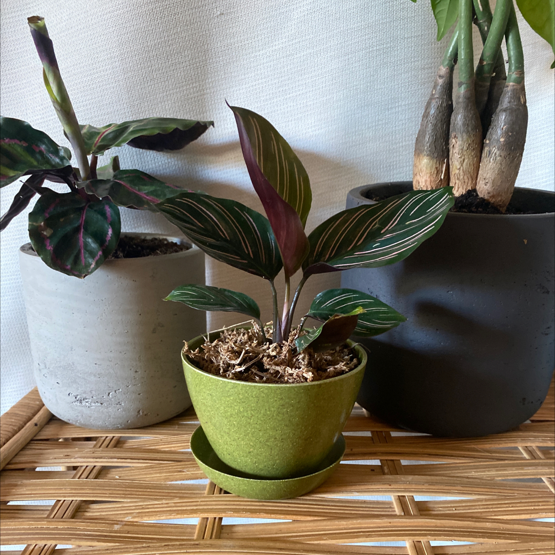 Pinstripe Calathea plant photo by @nikkilynn named Maya on Greg, the plant care app.