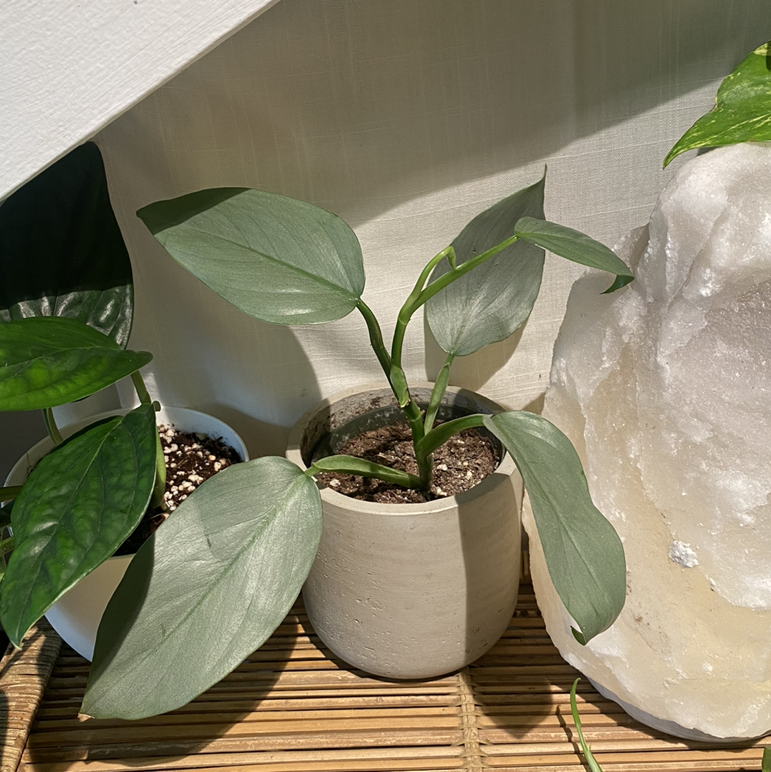 Silver Sword Philodendron in a pot with visible soil, healthy leaves, and no signs of disease.