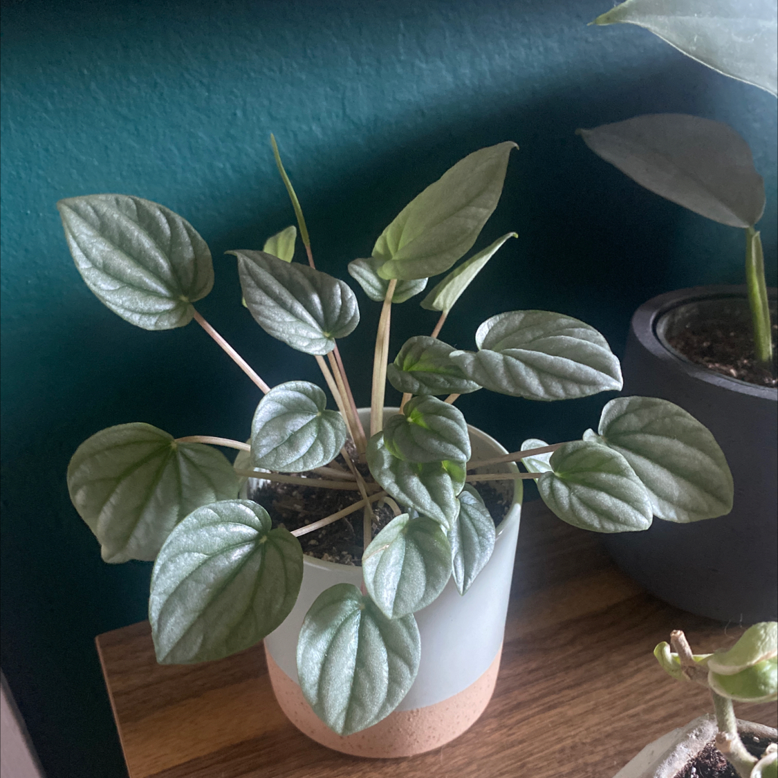 Silver Frost Peperomia plant in a pot with healthy green leaves.