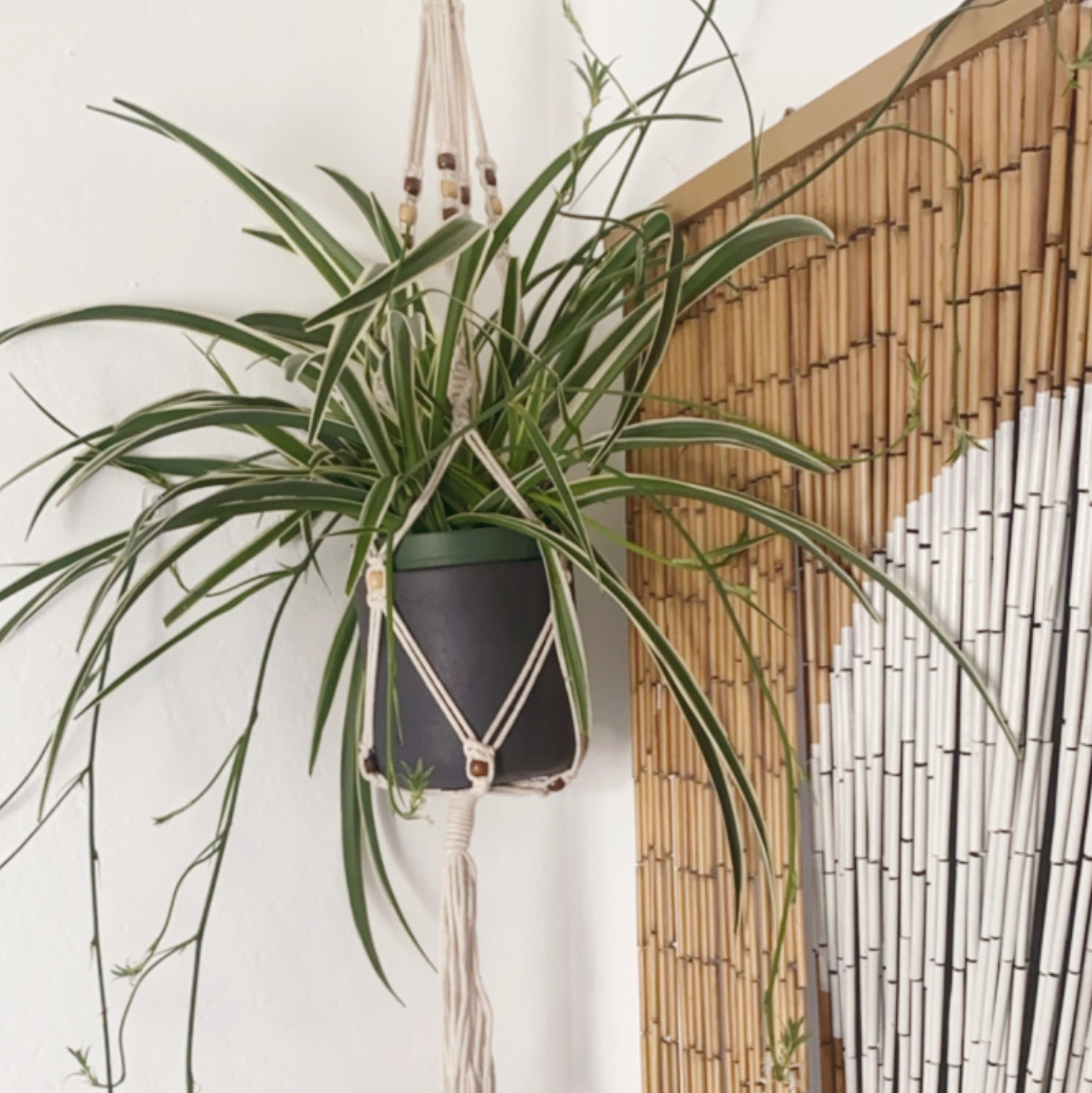 Spider Plant plant photo by @nikkilynn named Walt on Greg, the plant care app.