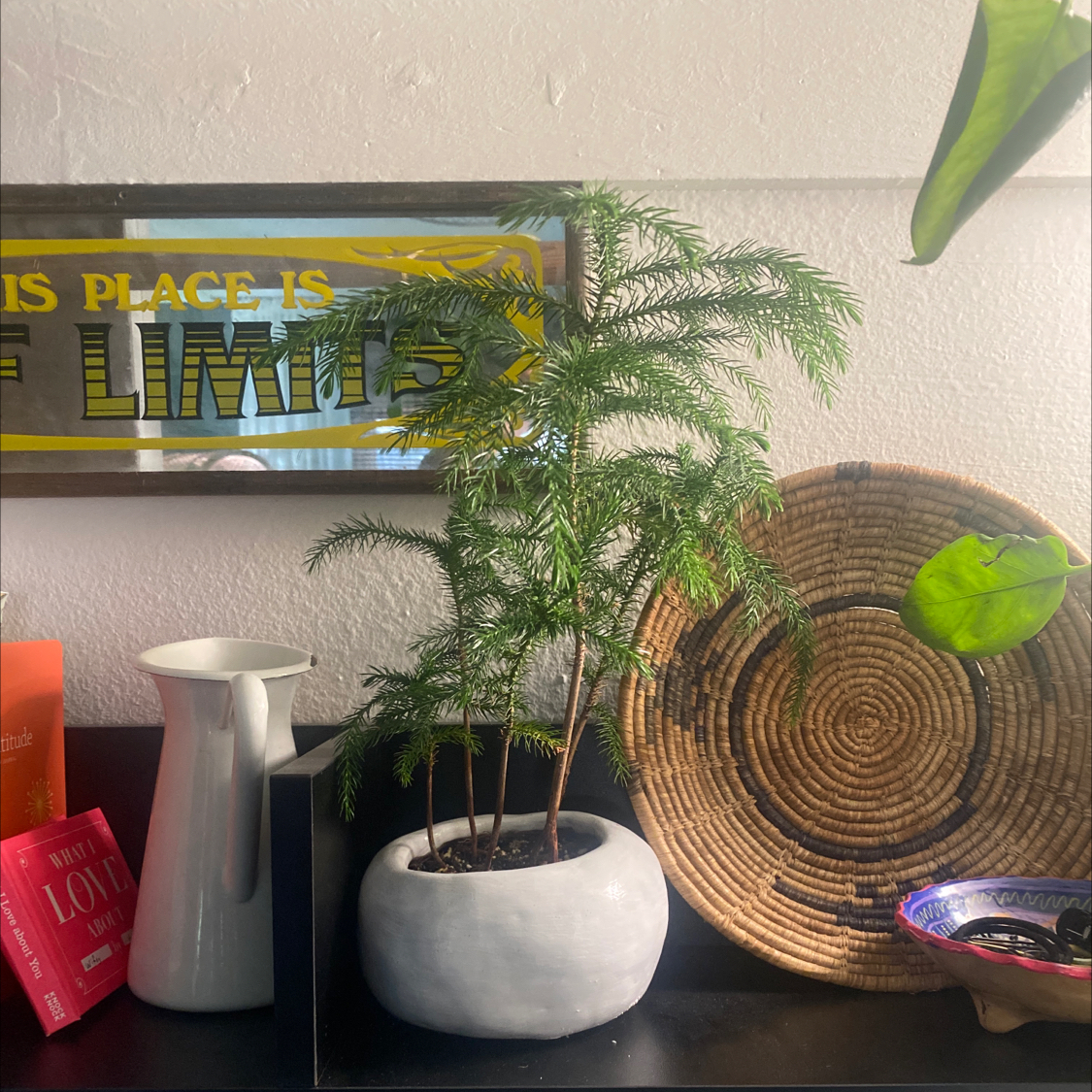 Norfolk Island Pine in a white pot on a shelf with decorative items in the background.