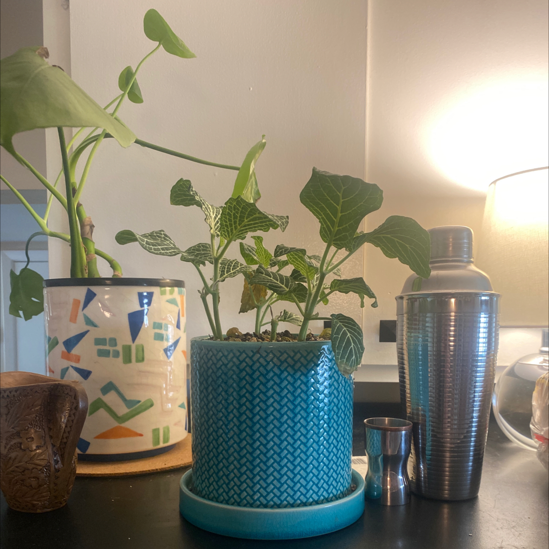 Nerve Plant plant photo by @nikkilynn named Conrad on Greg, the plant care app.