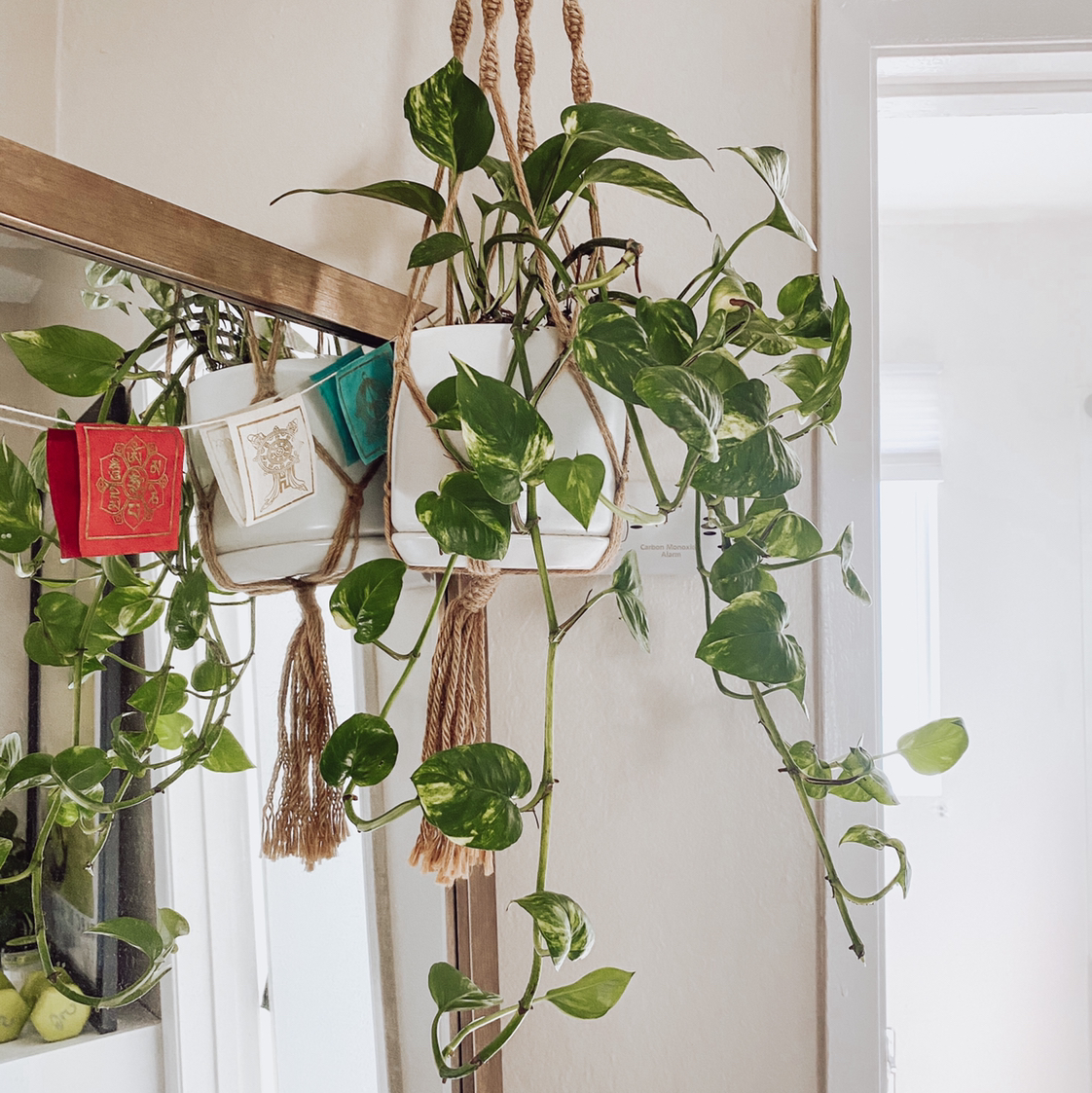 Jade Pothos plant photo by @nikkilynn named Dylon on Greg, the plant care app.