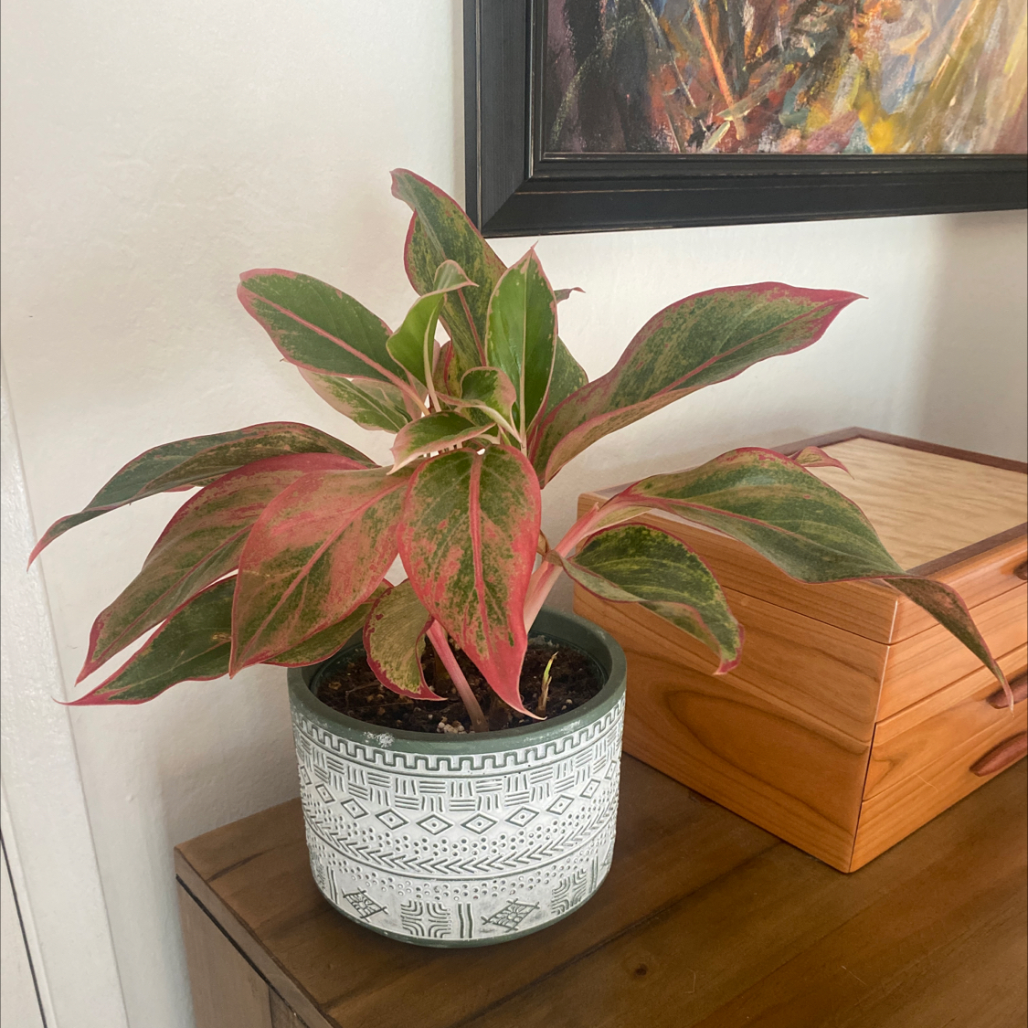Red Siam Aurora Aglaonema plant in a decorative pot on a wooden surface.