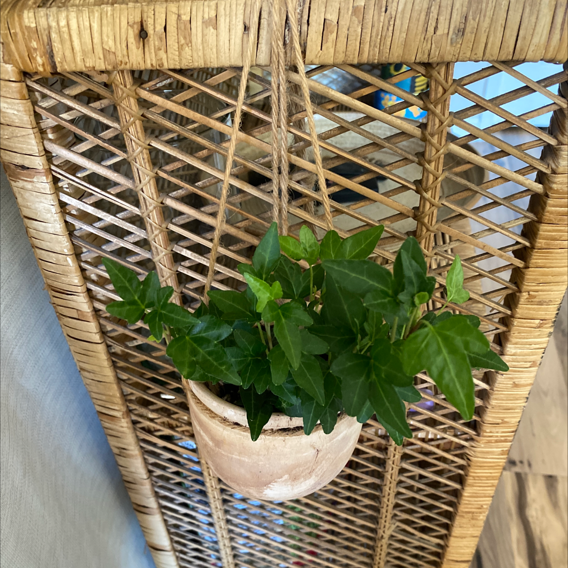 English Ivy plant photo by @nikkilynn named Archie on Greg, the plant care app.