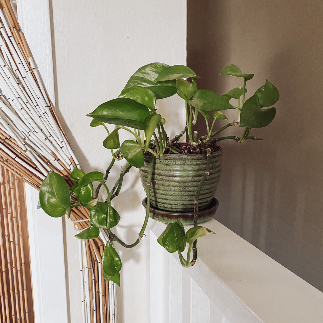 Jade Pothos plant photo by @nikkilynn named Felicity on Greg, the plant care app.