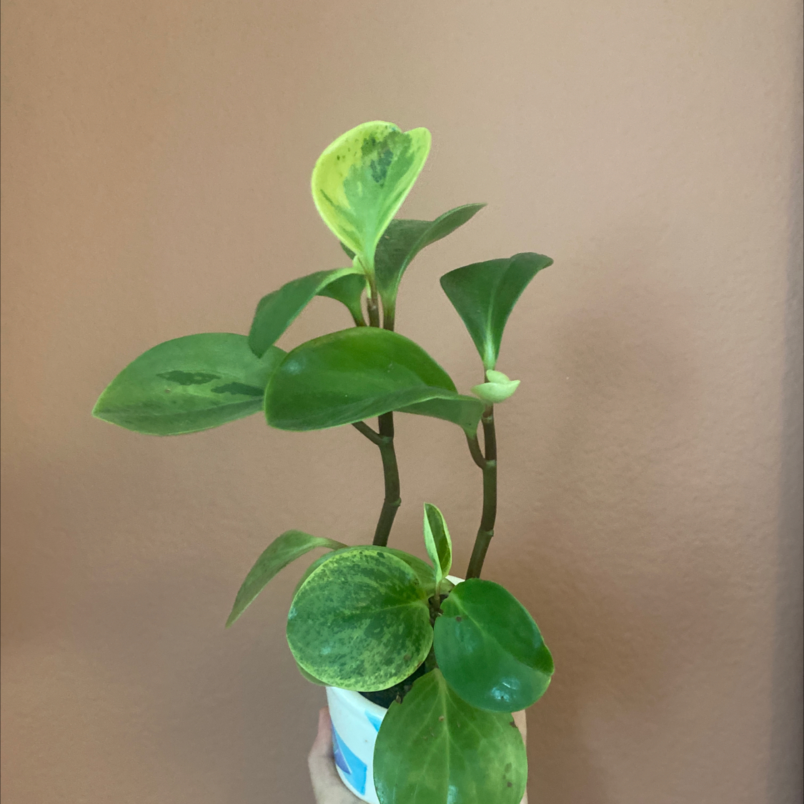 Baby Rubber Plant plant photo by @nikkilynn named Carlos on Greg, the plant care app.
