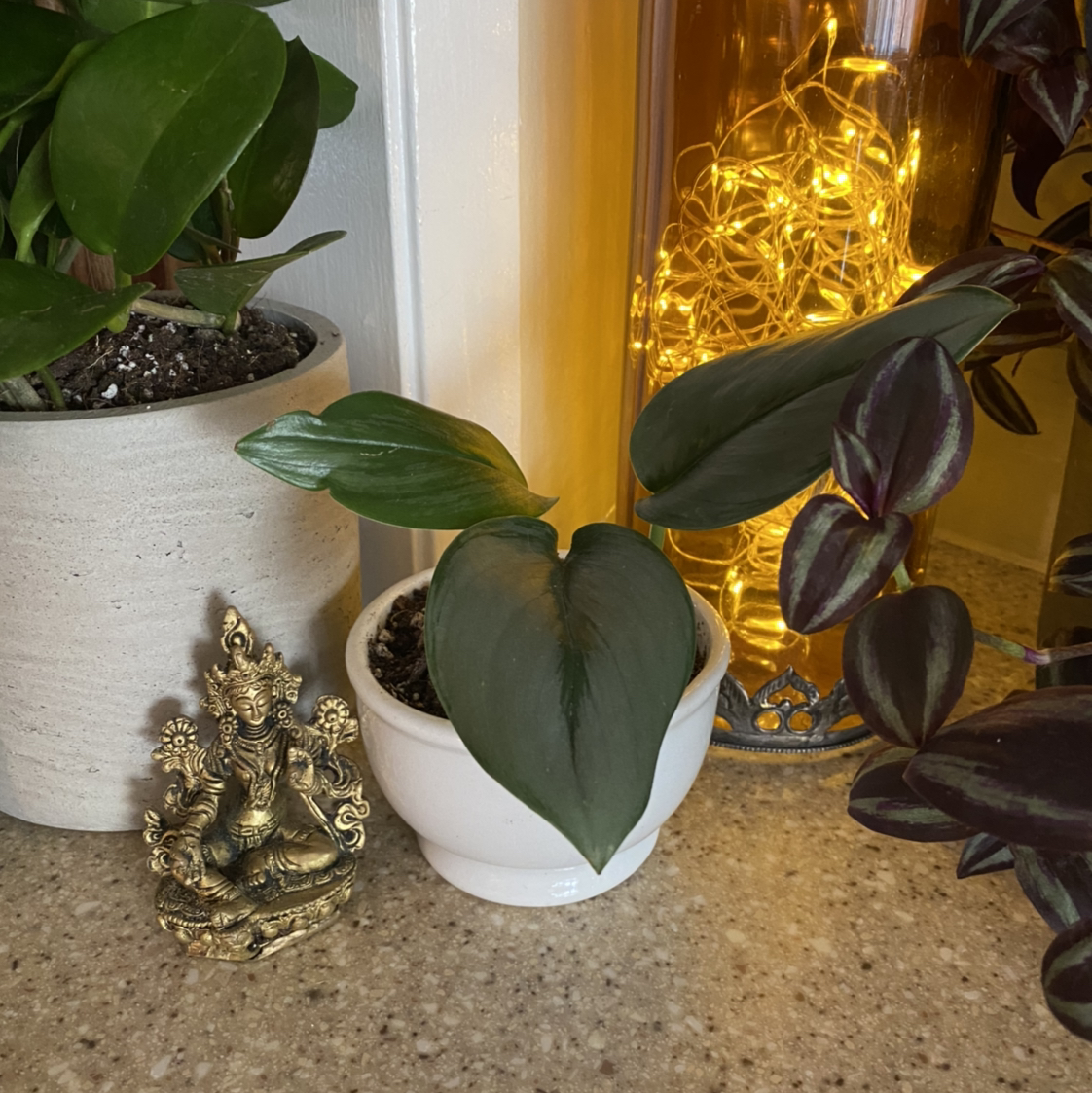 Scindapsus treubii 'Moonlight' plant in a white pot, healthy with visible soil.