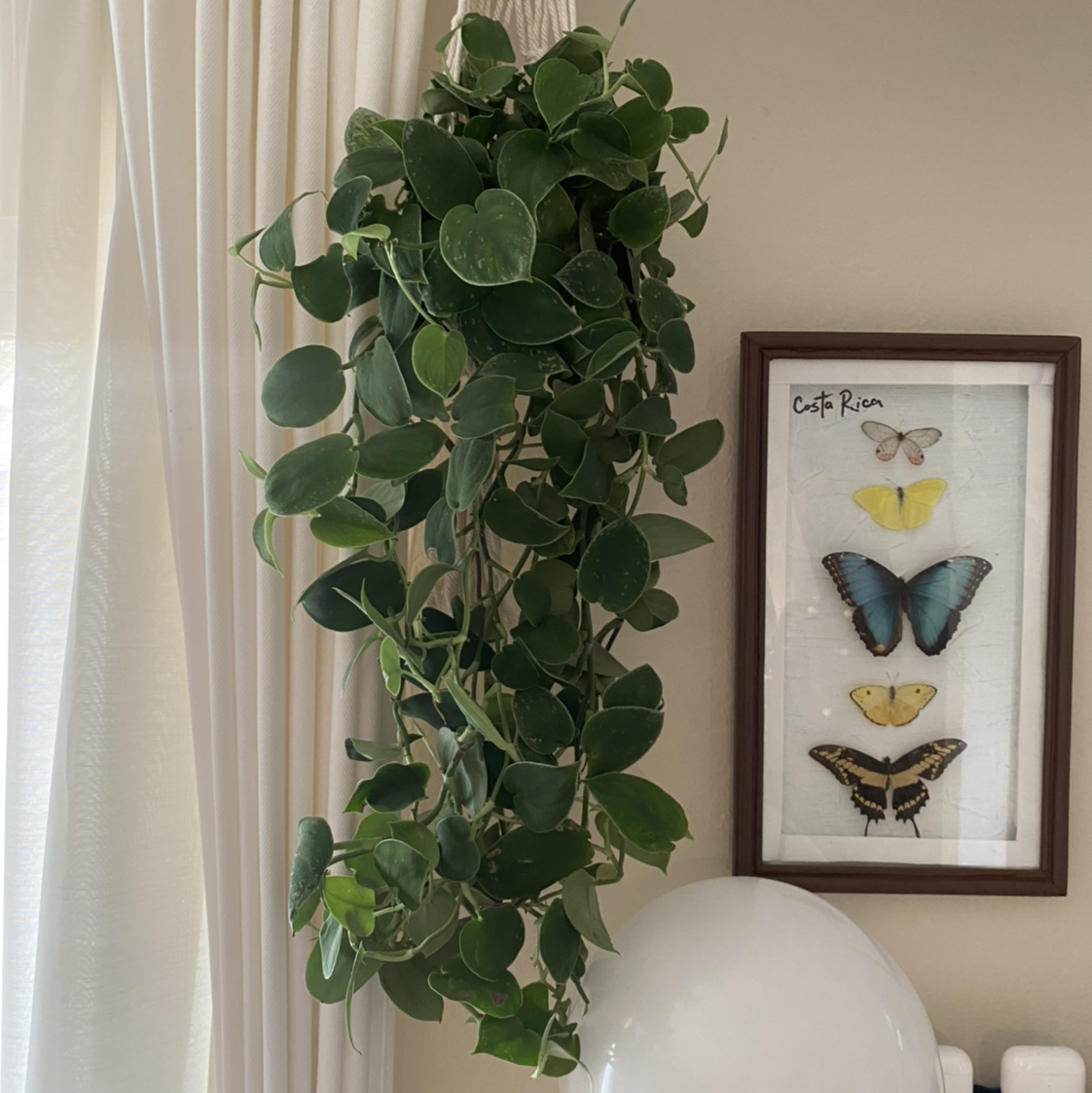 Thriving vining peperomia with round green leaves cascading from hanging basket, displayed with butterfly print.