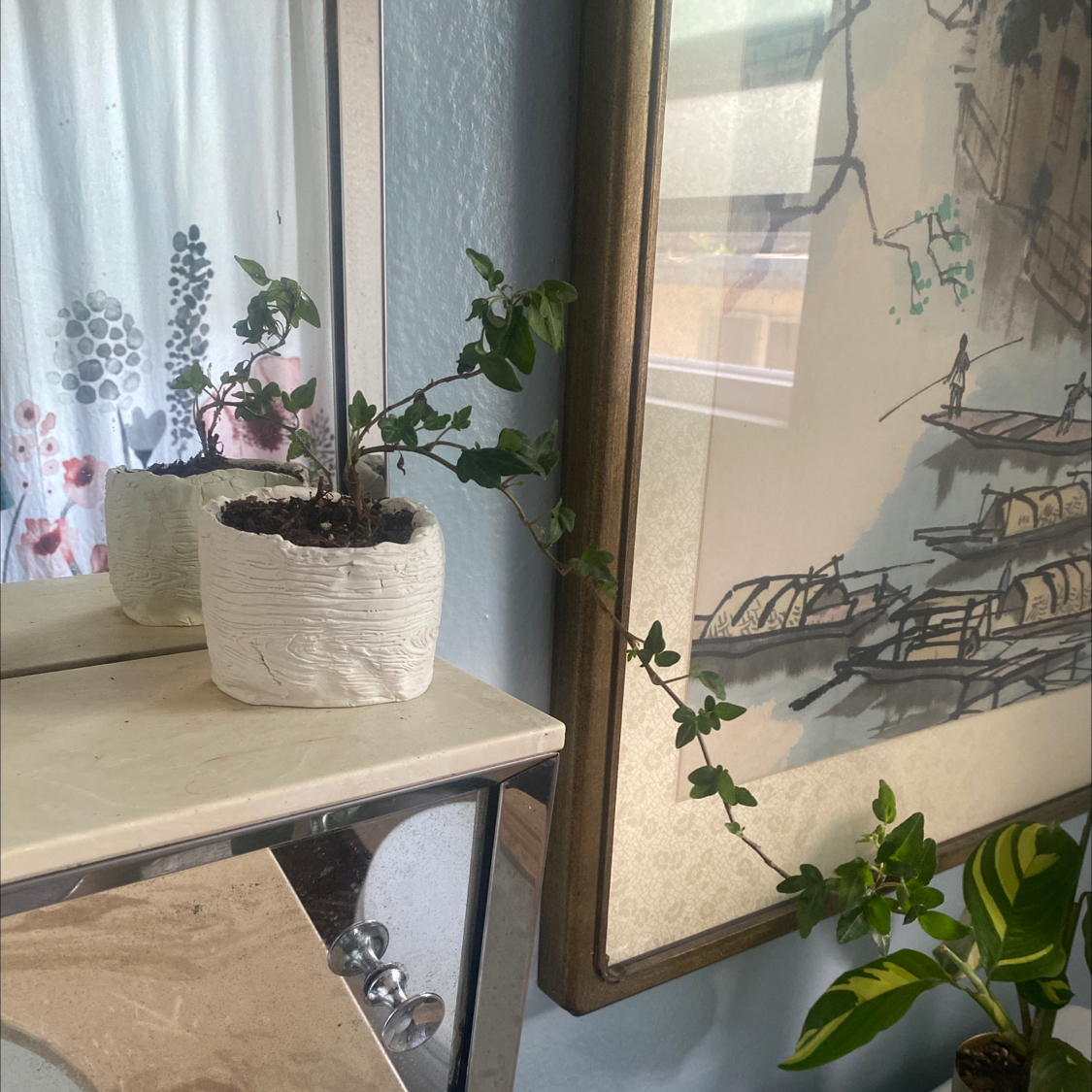 Photo of the plant species Miniature Oakleaf Fig by @nikkilynn named Tank on Greg, the plant care app