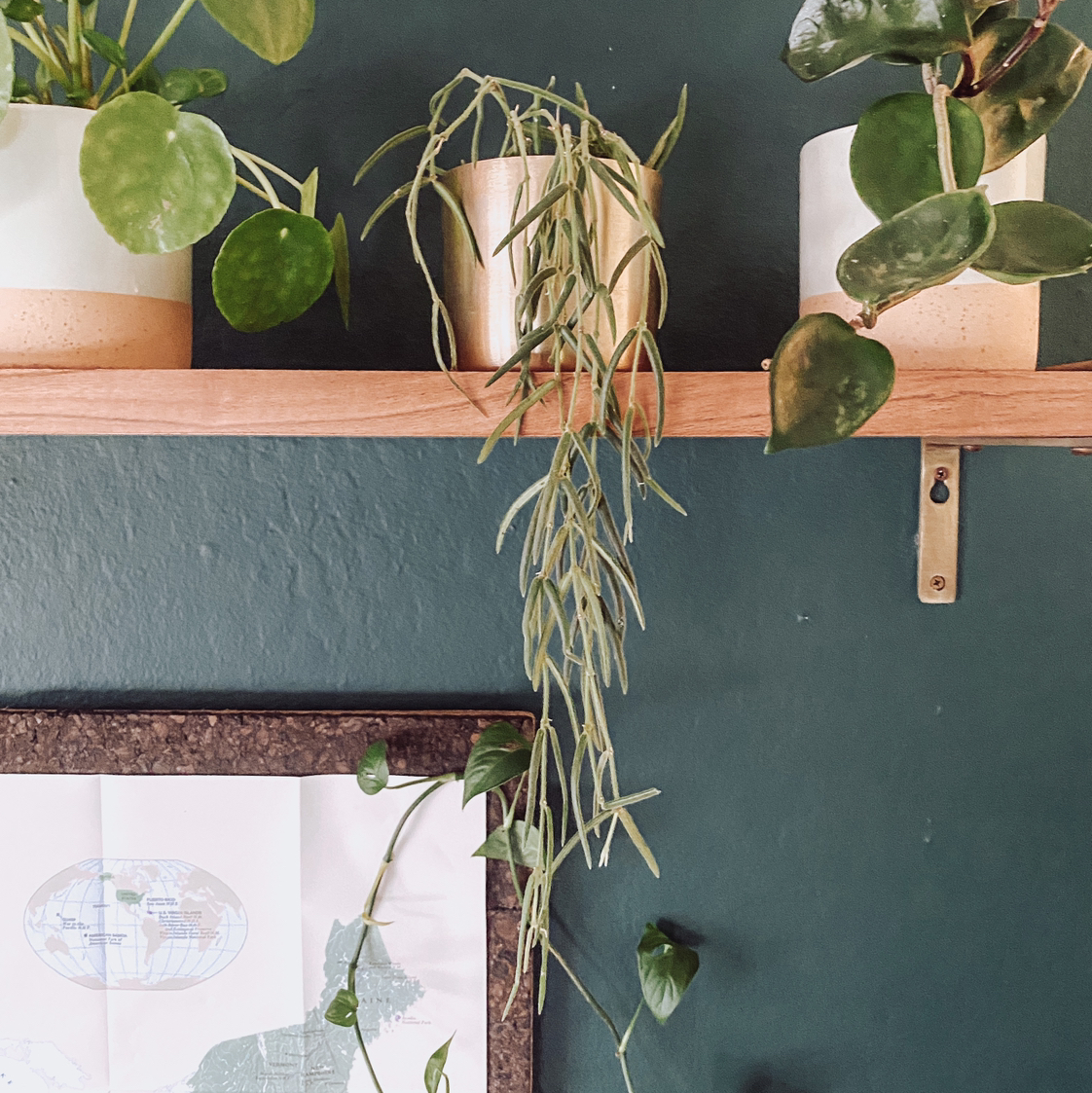 Photo of the plant species Wax Plant by @nikkilynn named Damien on Greg, the plant care app