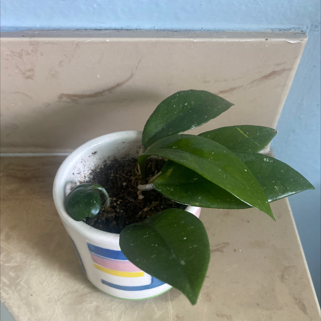 A healthy Hoya Pubicalyx plant in a small pot with visible soil and dark green leaves.