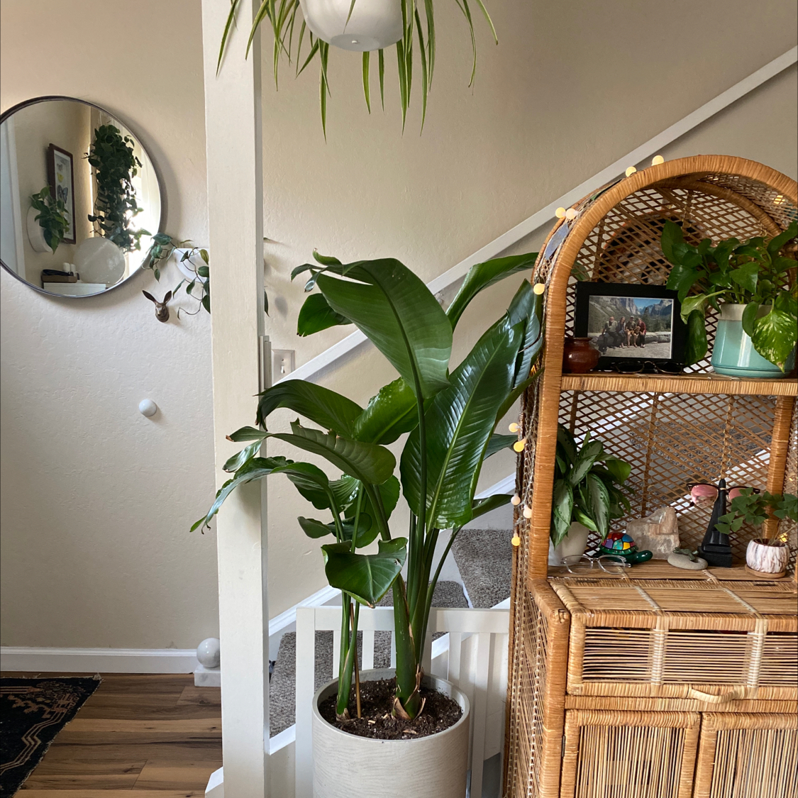 Photo of the plant species Bird of Paradise by @nikkilynn named Alonzo on Greg, the plant care app