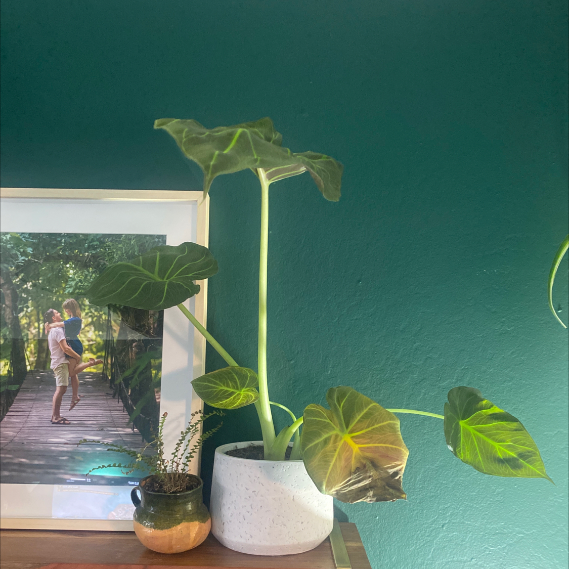 Photo of the plant species Alocasia 'Regal Shields' by @nikkilynn named Diego on Greg, the plant care app