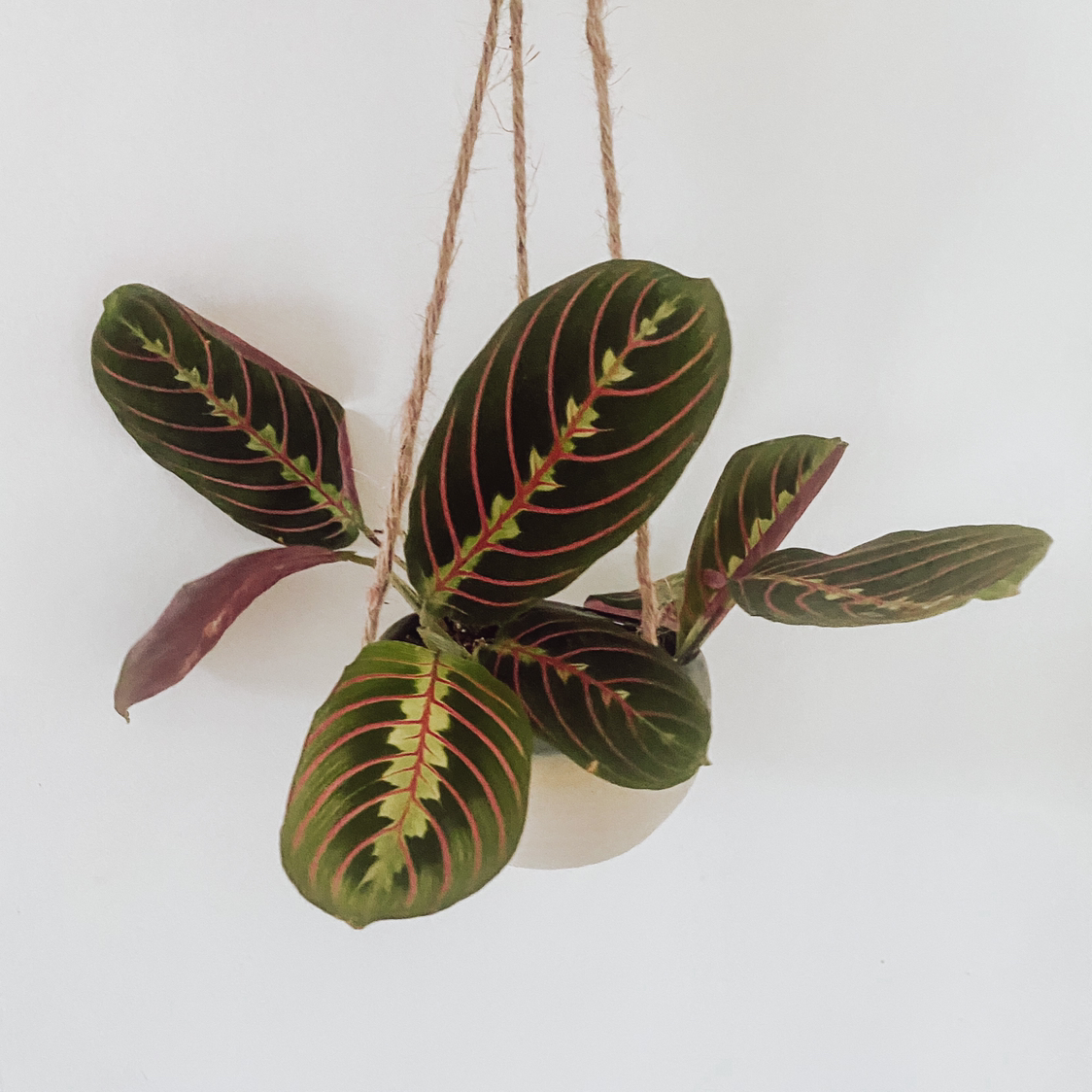 Photo of the plant species Green Prayer Plant by @nikkilynn named Taj on Greg, the plant care app